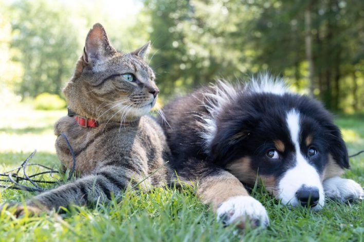 Fayetteville Pet Resort Military Discount