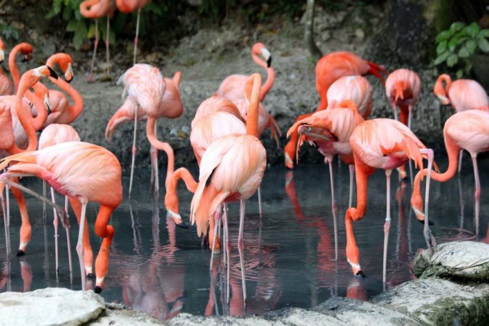 Knoxville Zoo Military Discount
