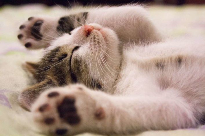 Military Discounts for Pets and Pet Lovers