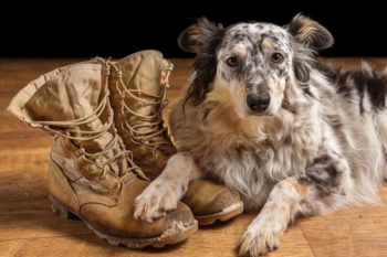 Dogs Help Veterans with PTSD