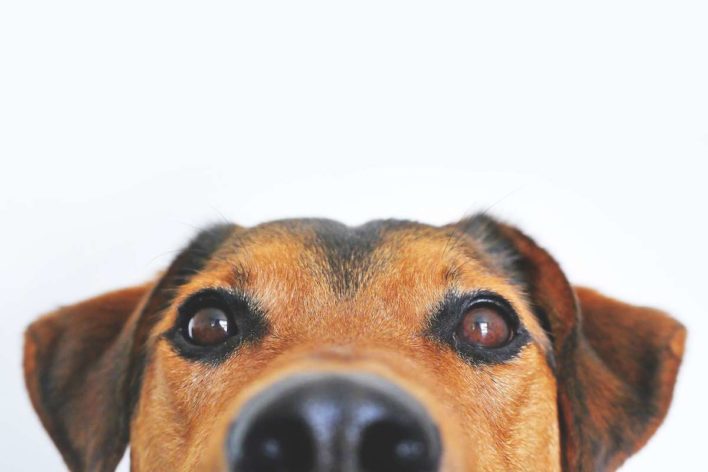 k9 veterans day pet military discounts