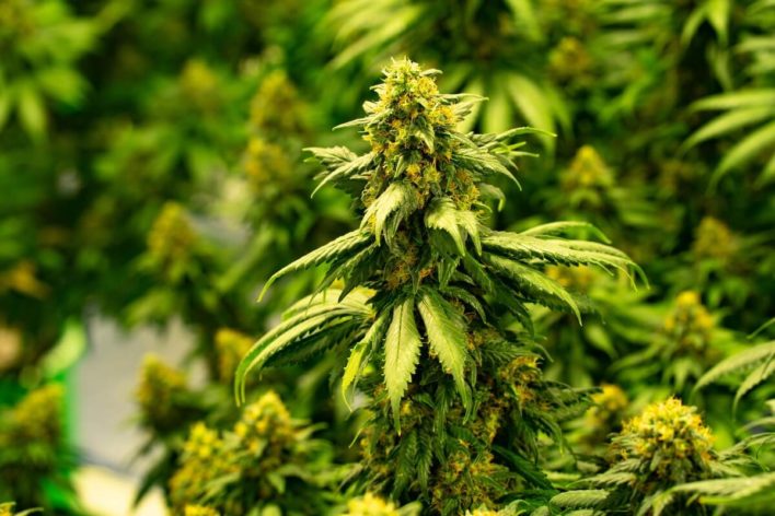 military discount on cannabis