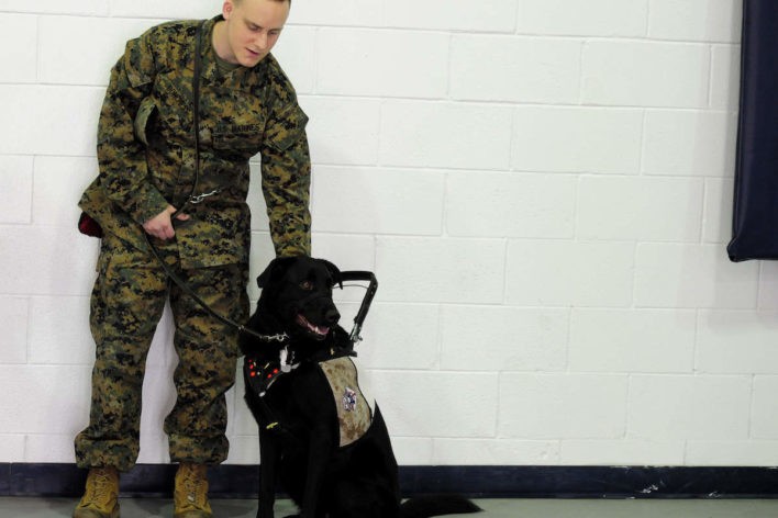 va provide dogs veterans ptsd