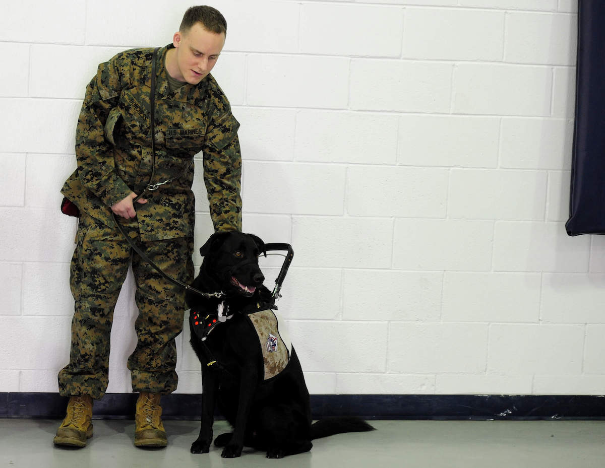 va provide dogs veterans ptsd